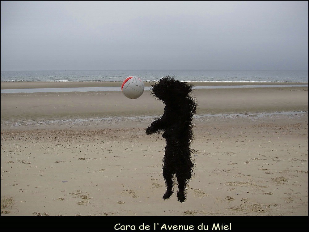 ~~~ briard at the beach ~~~