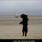 ~~~ briard at the beach ~~~