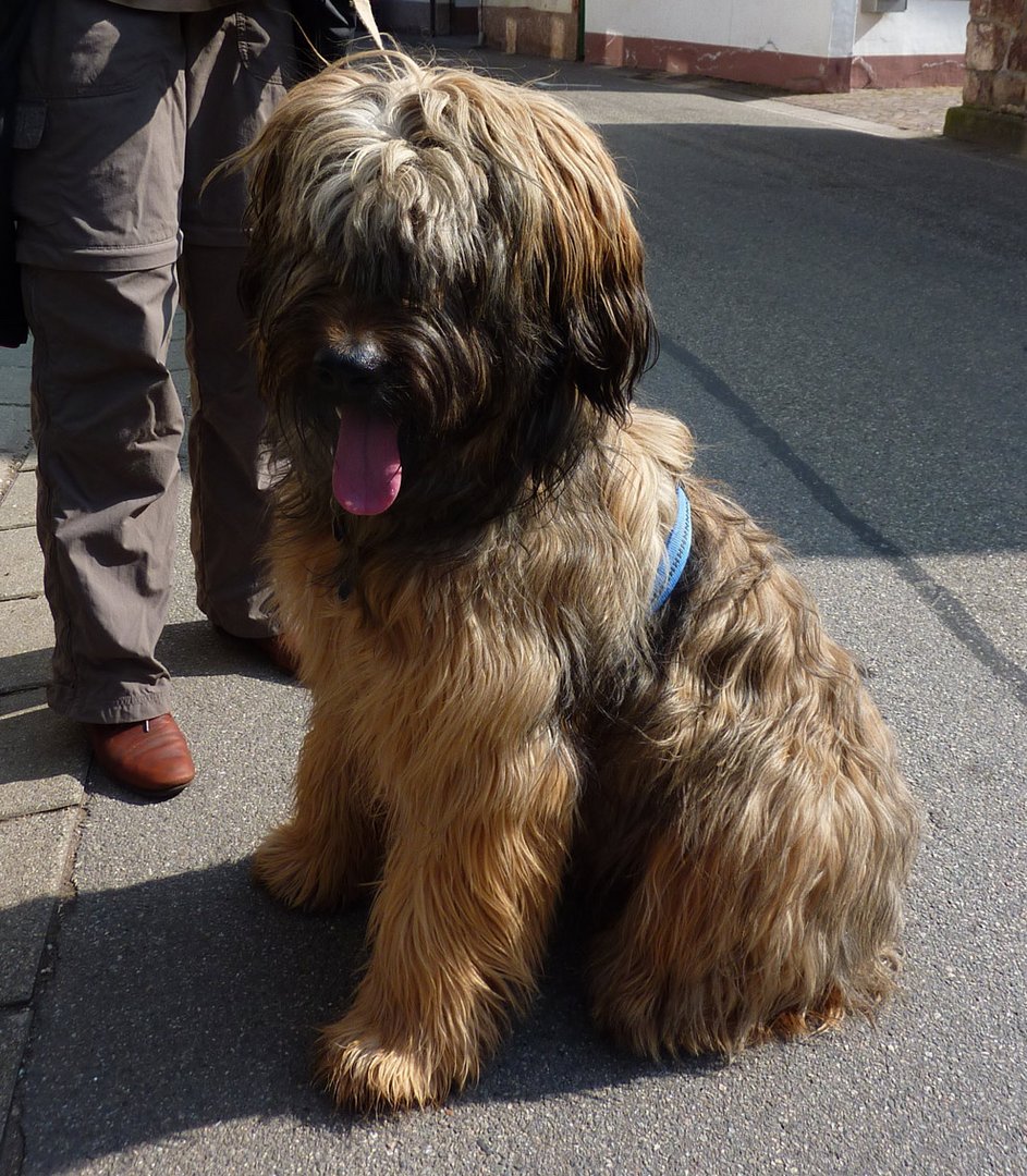 Briard bei der Arbeit ...