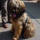 Briard bei der Arbeit ...