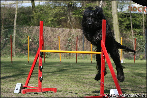 Briard beim Agility