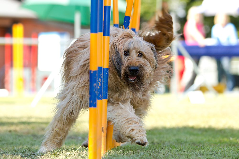 Briard beim Agility