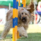 Briard beim Agility