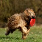 Briard beim Spiel mit der Frisbeescheibe