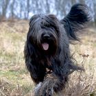 Briard