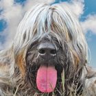 Briard