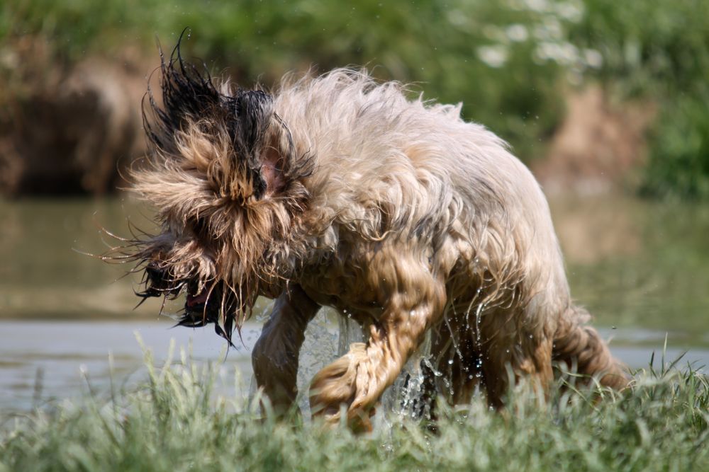 Briard