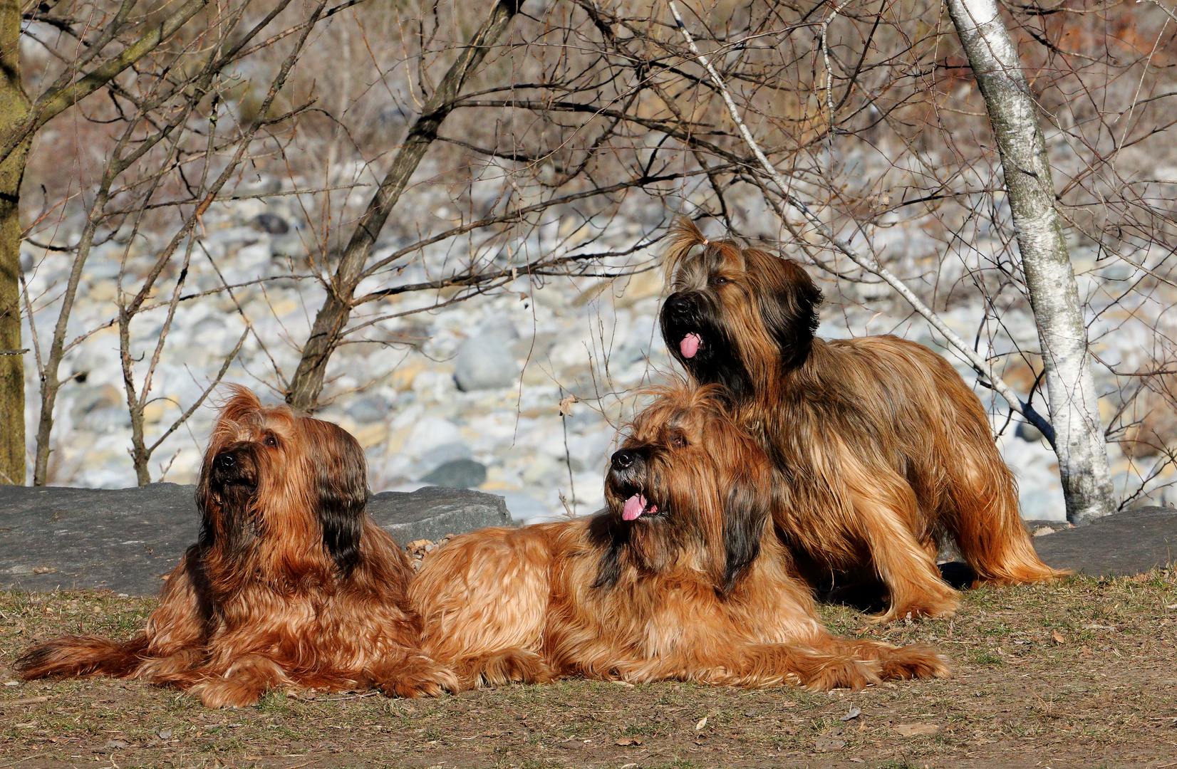 Briard-Familie