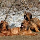 Briard-Familie