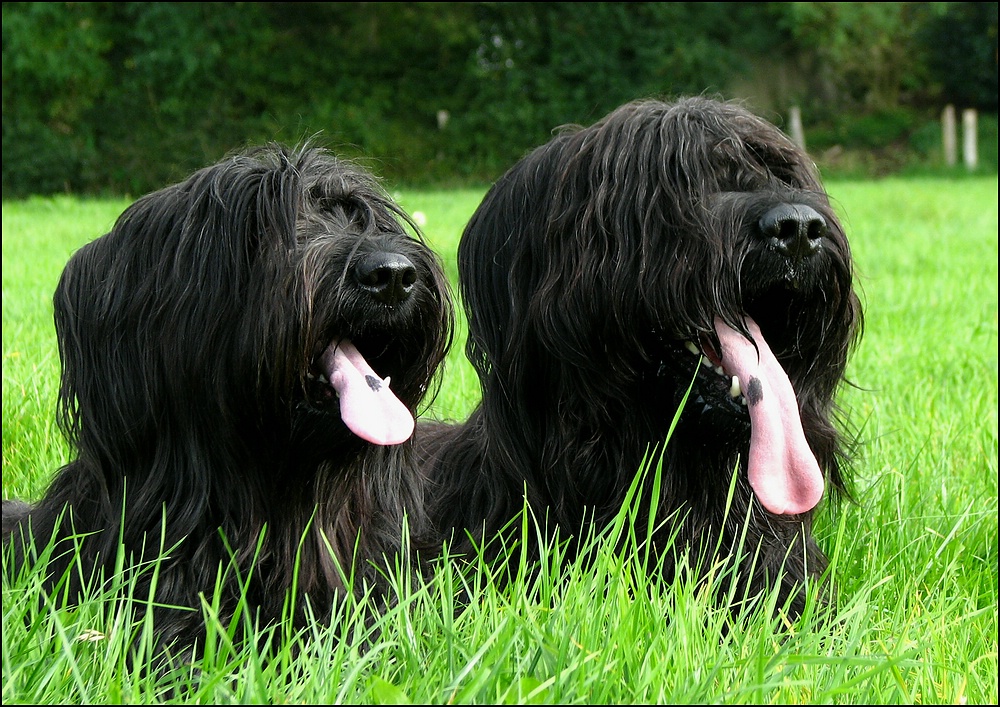 Briard-Geschwister