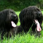 Briard-Geschwister