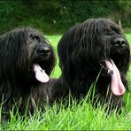 Briard-Geschwister