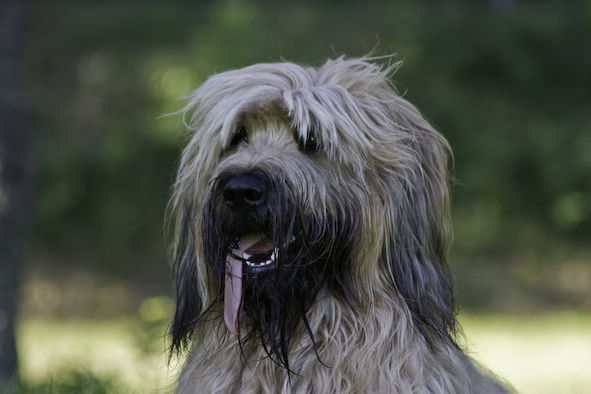 Briard Gismo 12