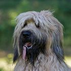 Briard Gismo 12