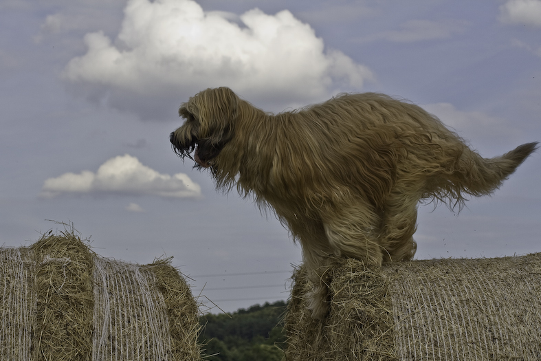 Briard Gismo 13