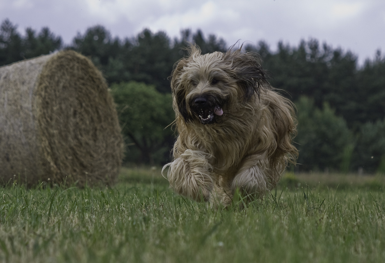 Briard Gismo