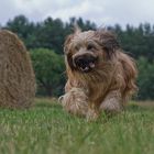 Briard Gismo