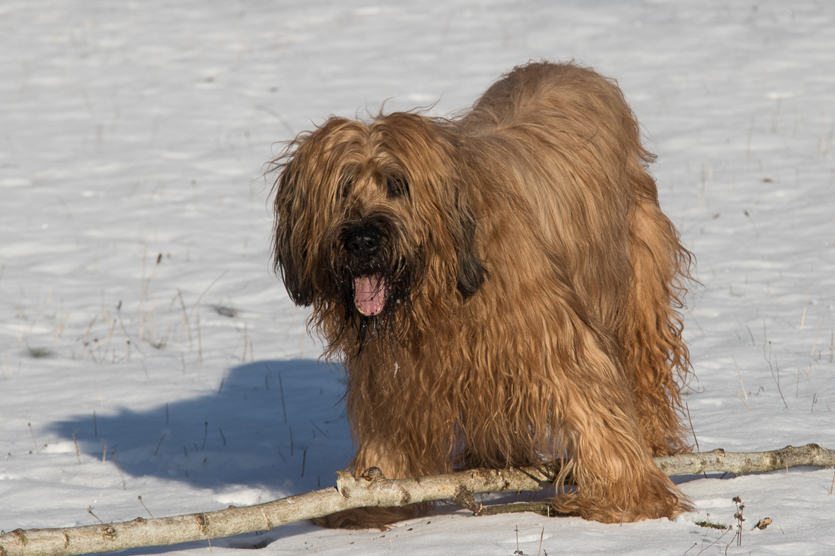 Briard Gismo im Schnee 01