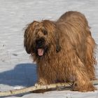 Briard Gismo im Schnee 01