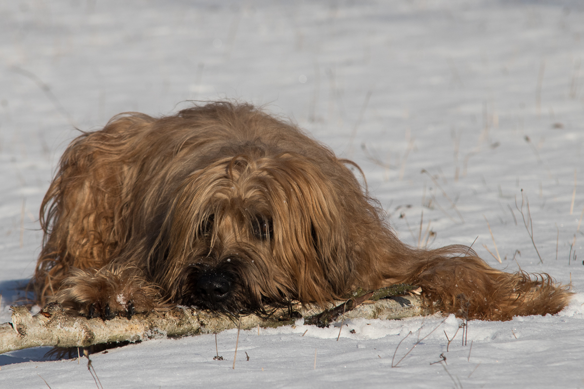 Briard Gismo im Schnee 02