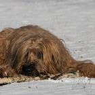 Briard Gismo im Schnee 02