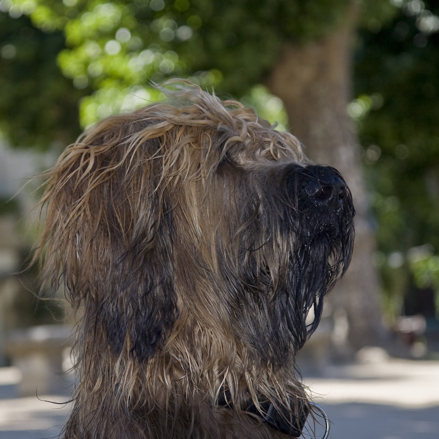 Briard Gismo_1