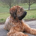 Briard Hündin Coco