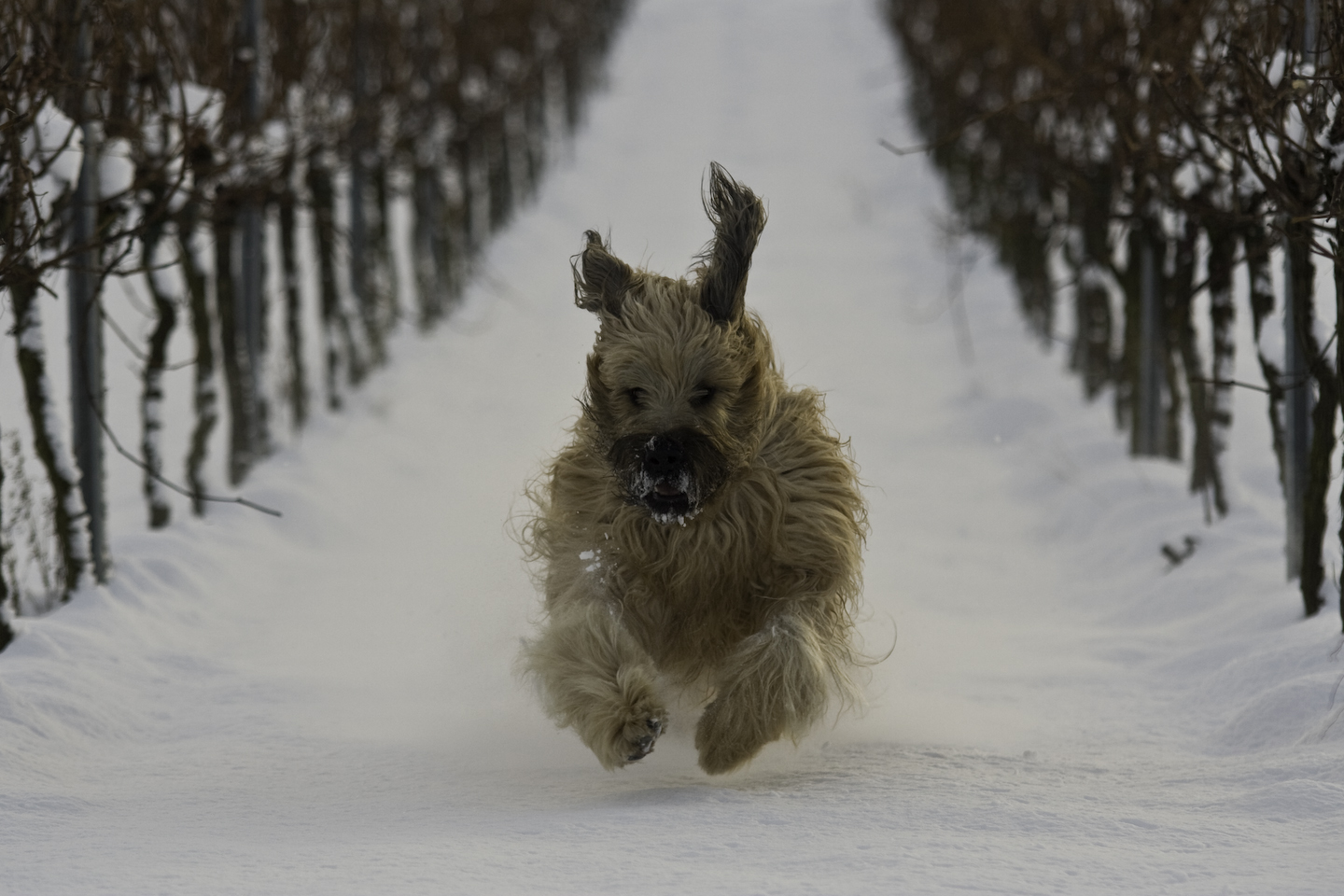 Briard im Schnee 2