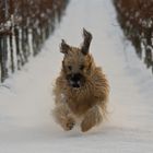 Briard im Schnee 2