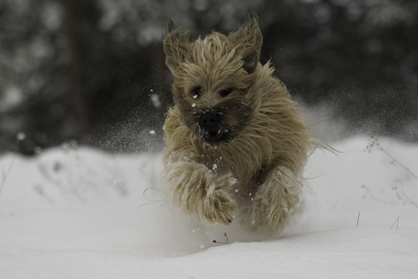 Briard im Schnee 3