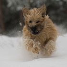 Briard im Schnee 3