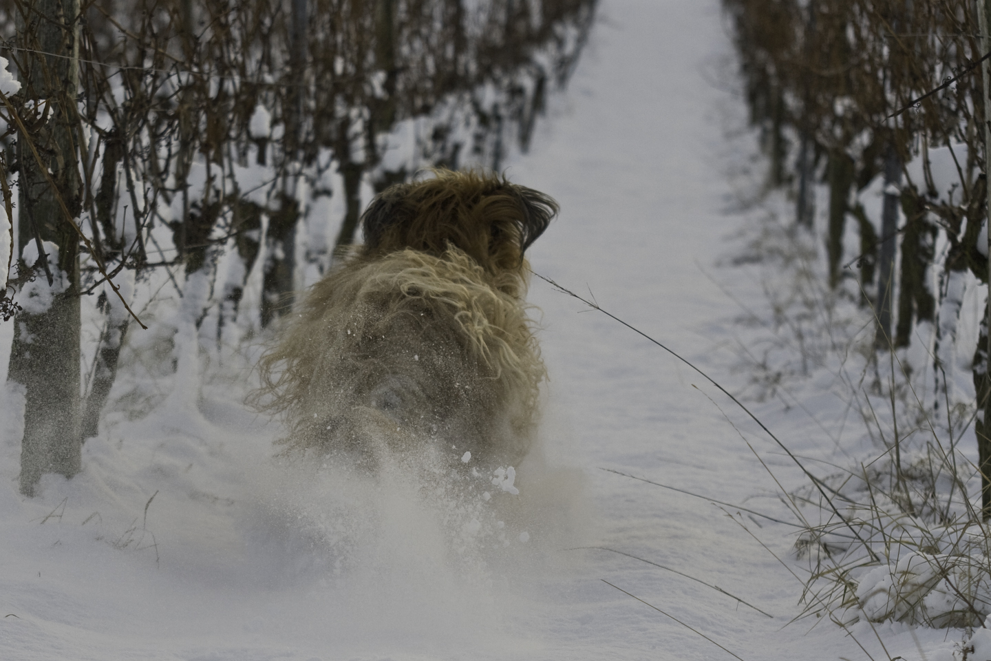 Briard im Schnee 4