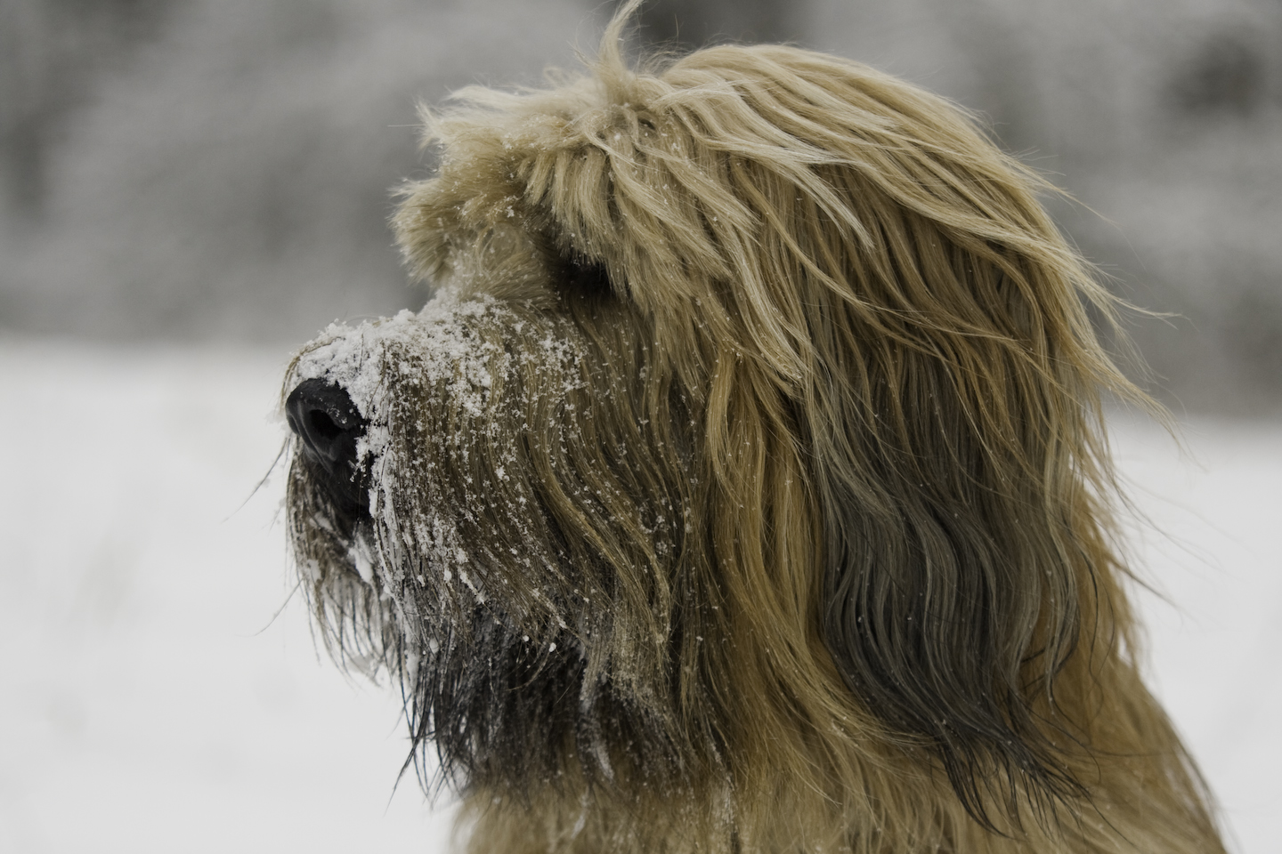 Briard im Schnee 5