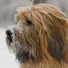 Briard im Schnee 5