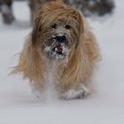 Briard im Schnee 6