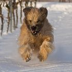 Briard im Schnee