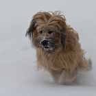 Briard im Schnee 7