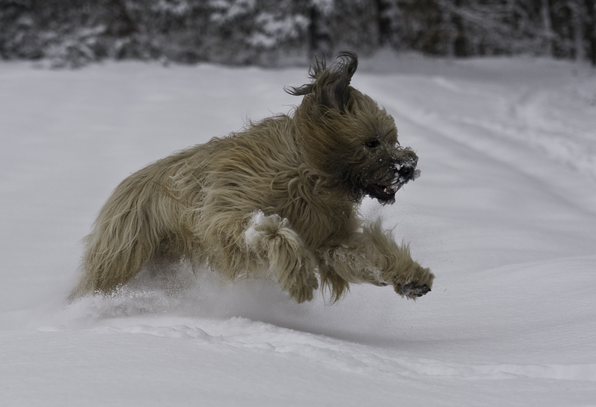 Briard im Schnee 8