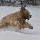 Briard im Schnee 8