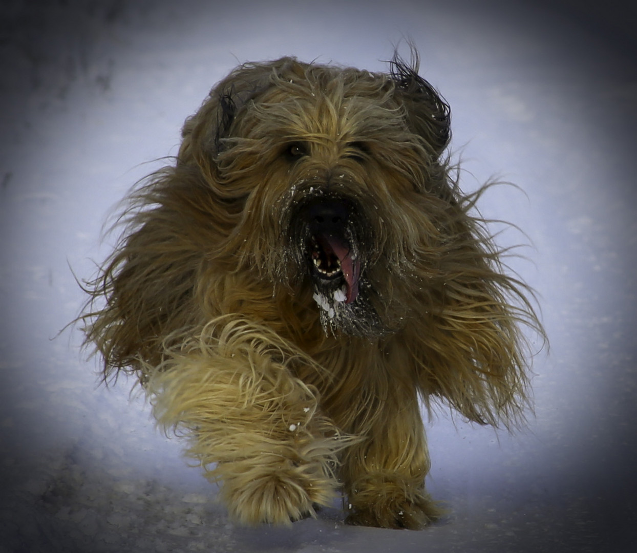 Briard im Schnee