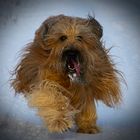 Briard im Schnee