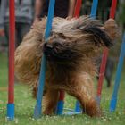 Briard im Slalom