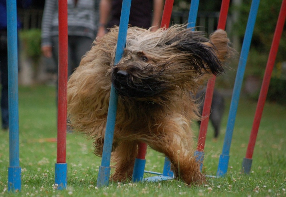 Briard im Slalom