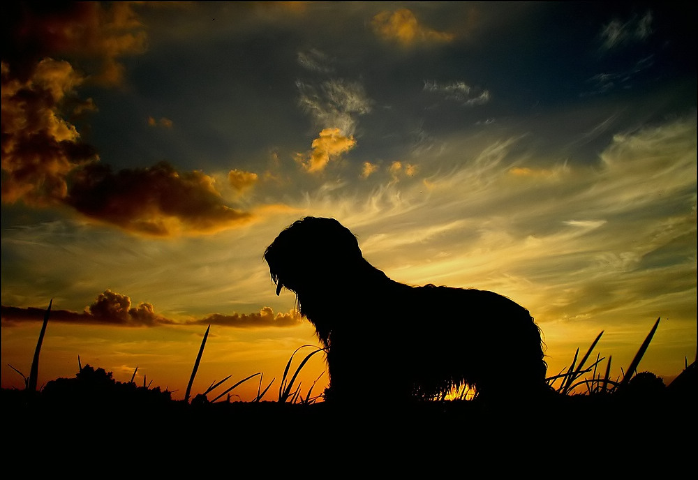 Briard in the sunset