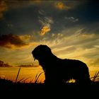 Briard in the sunset