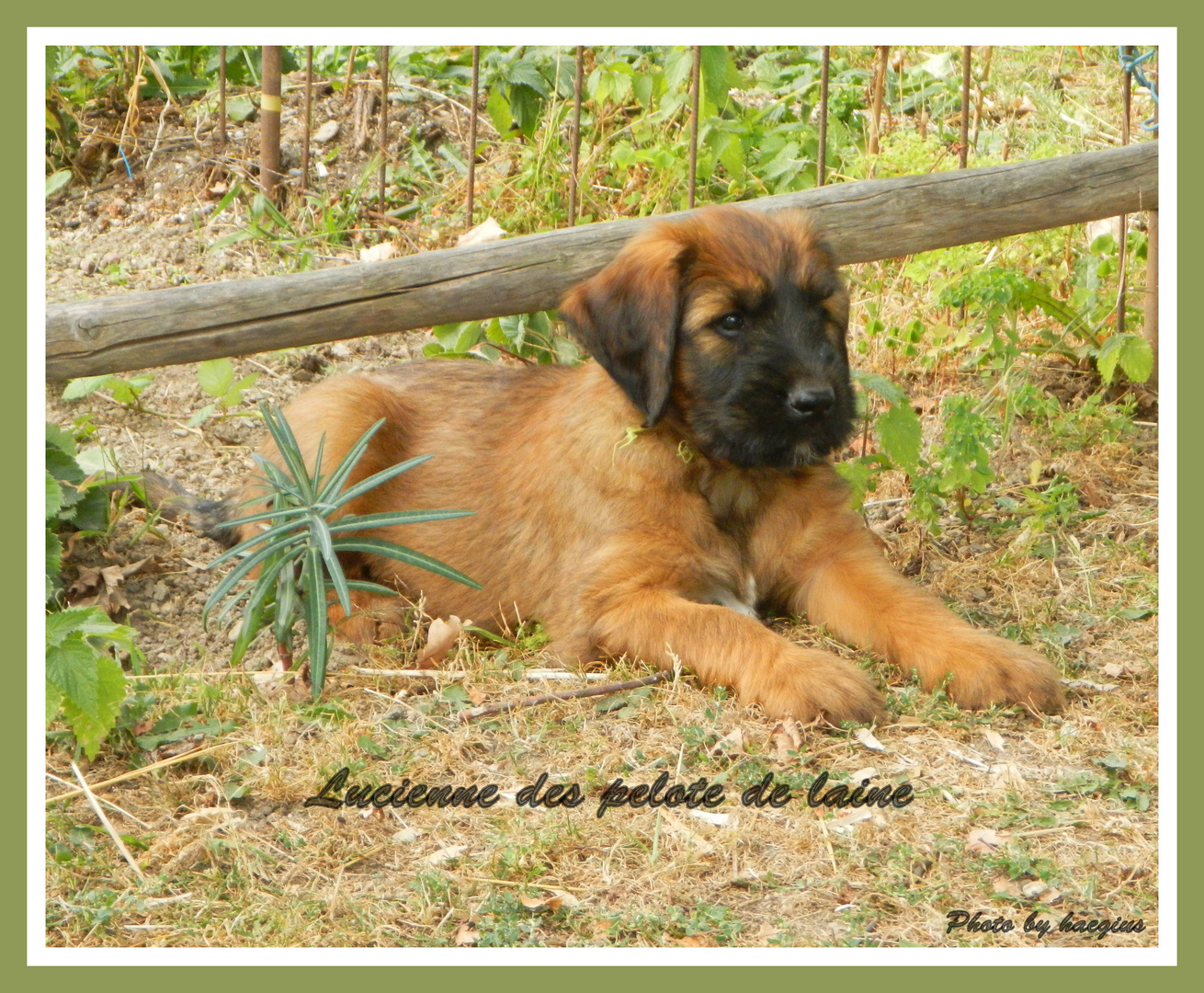 Briard Lucienne