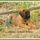 Briard Lucienne