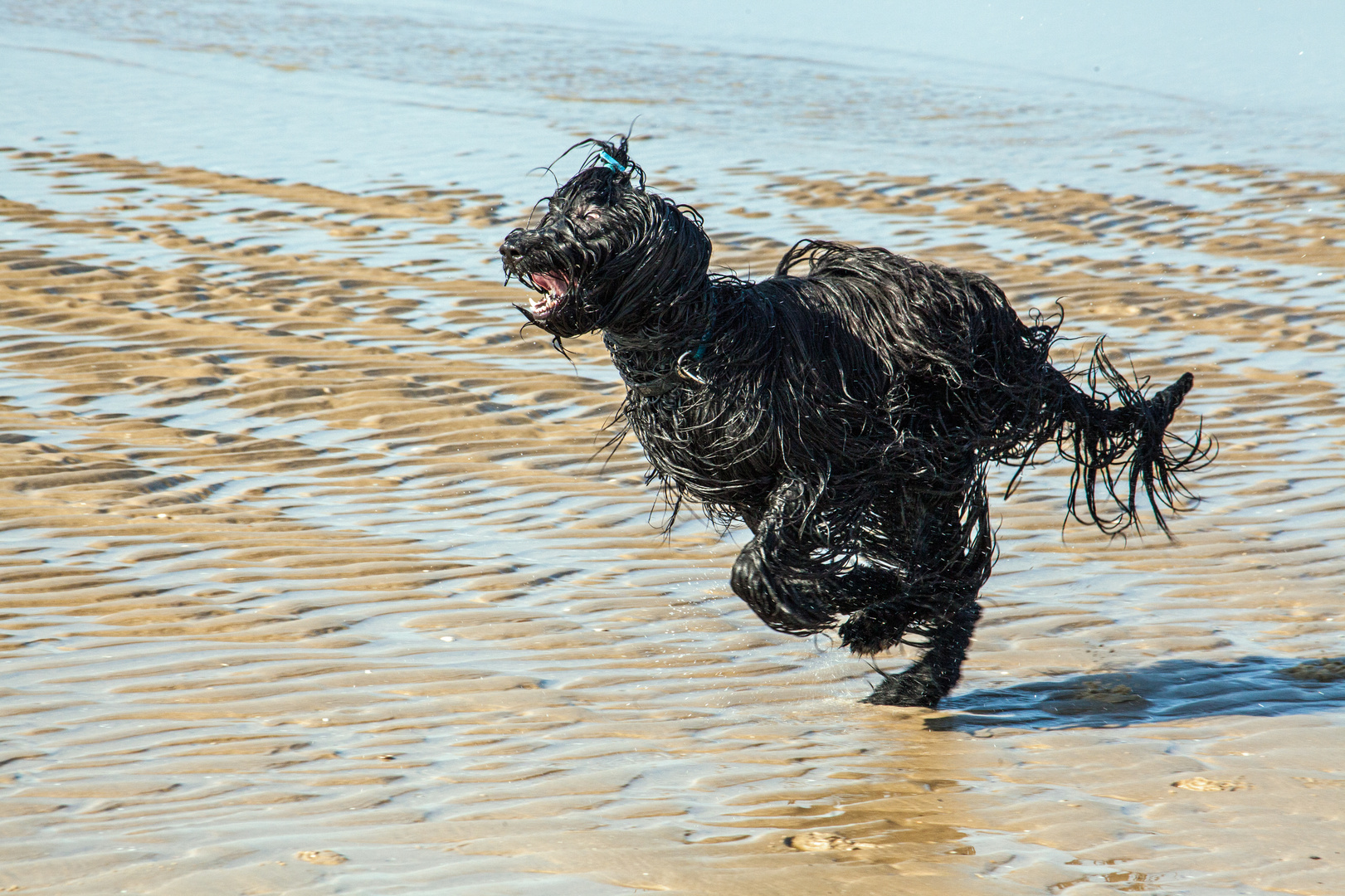 Briard Nordsee