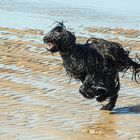 Briard Nordsee