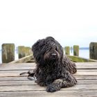 Briard ostsee